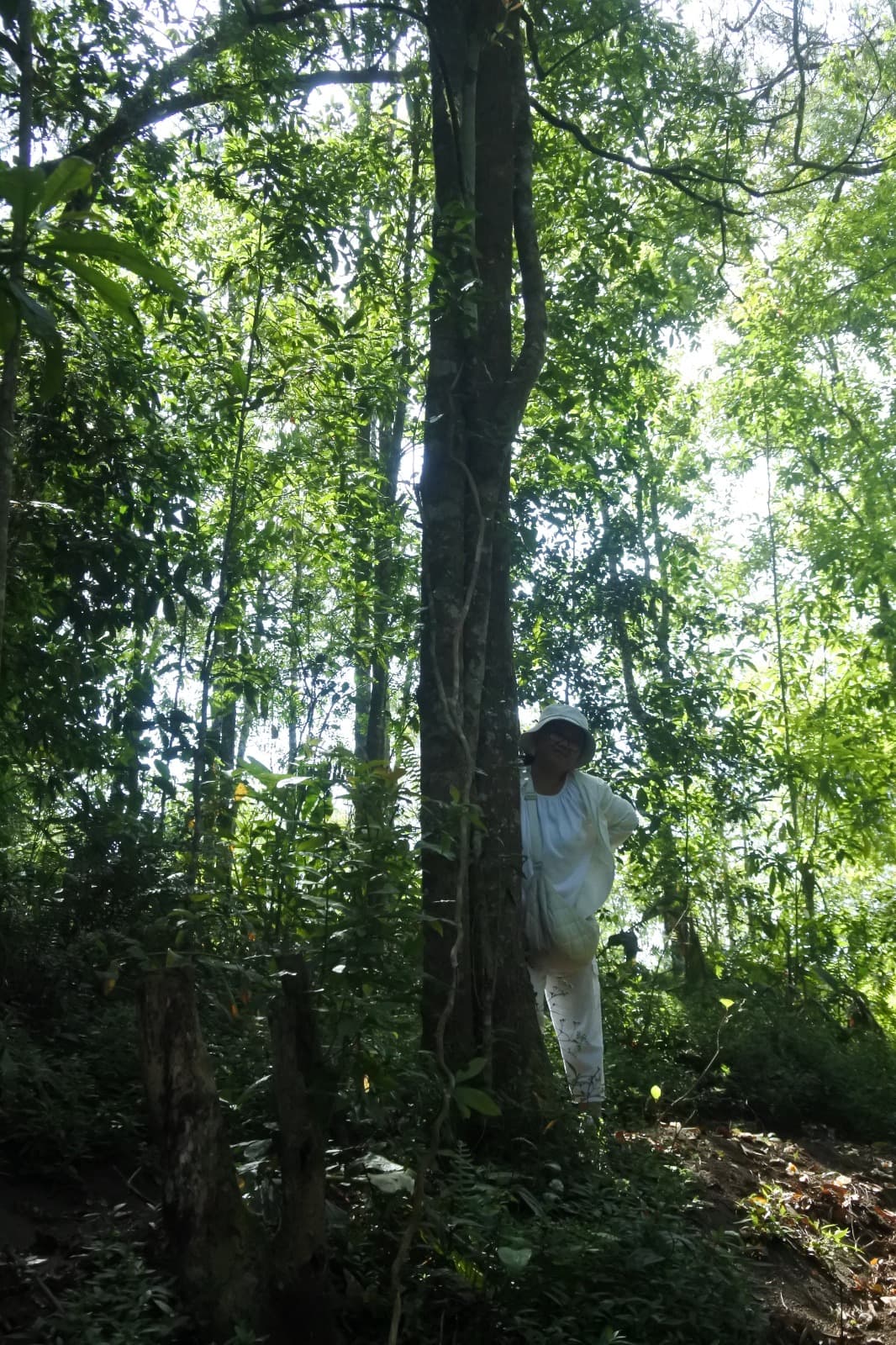 Berkenalan dengan alam, sebagai pemicu restorasi atensi dan regulasi emosi.