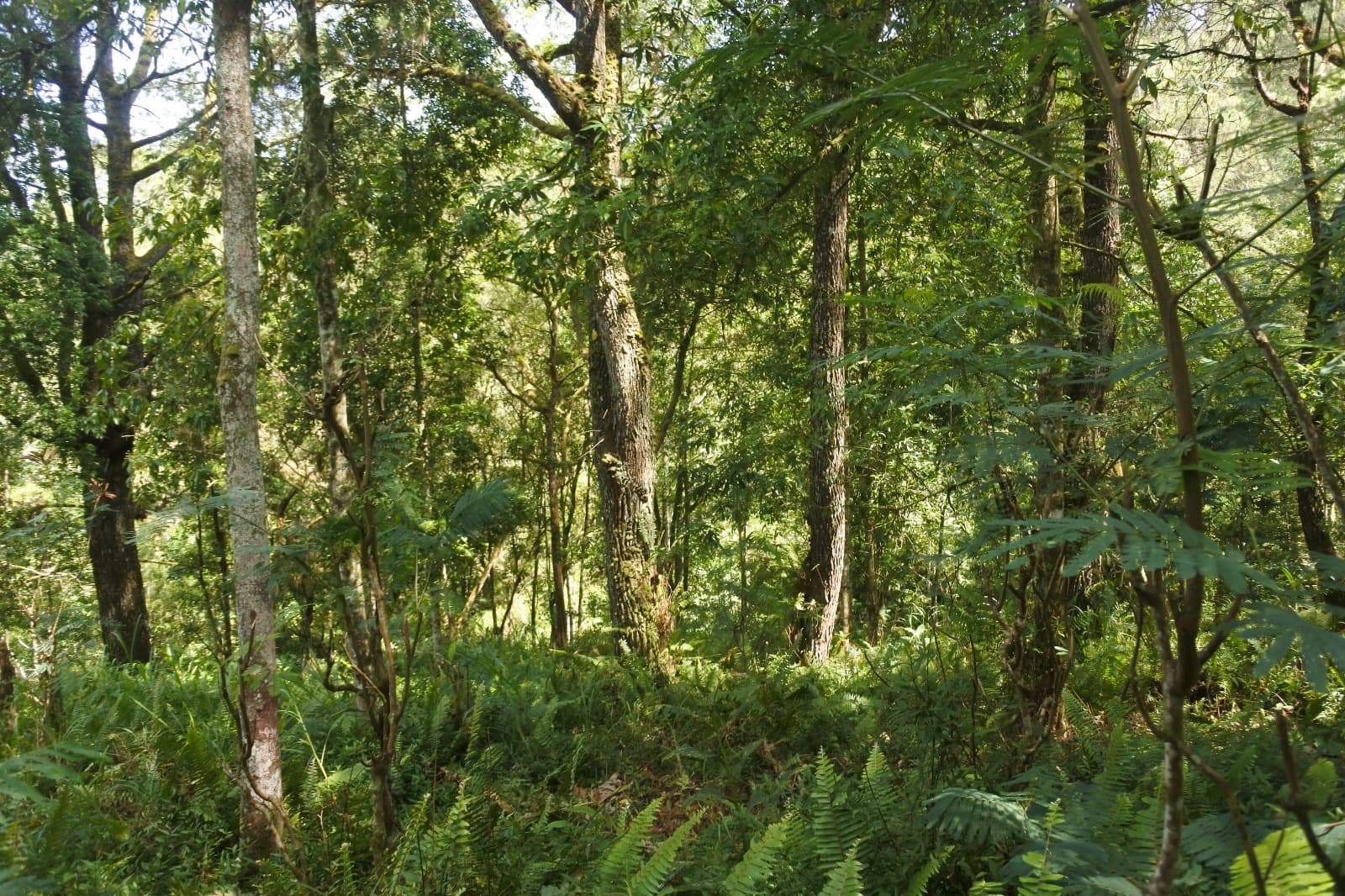 Pola alami yang berulang: pemicu perhatian tanpa upaya (effortless attention) dan jeda kognitif