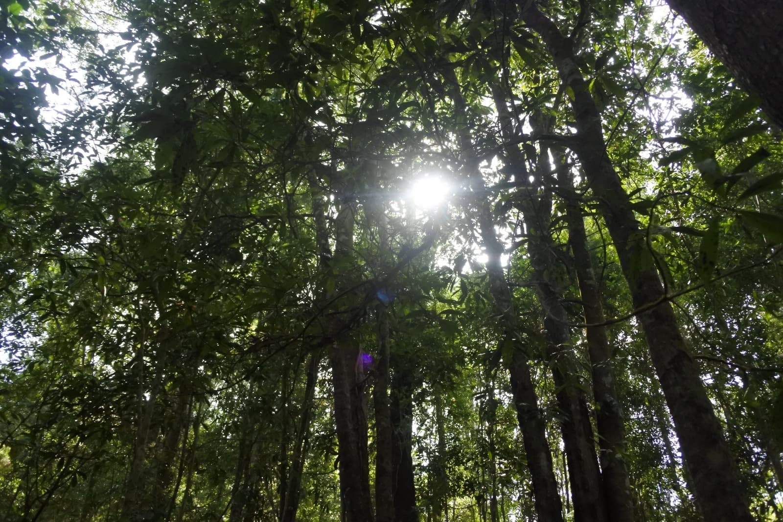 Kilau cahaya di bawah kanopi: stimulasi sensorik lembut yang memperkuat keterhubungan manusia–alam.