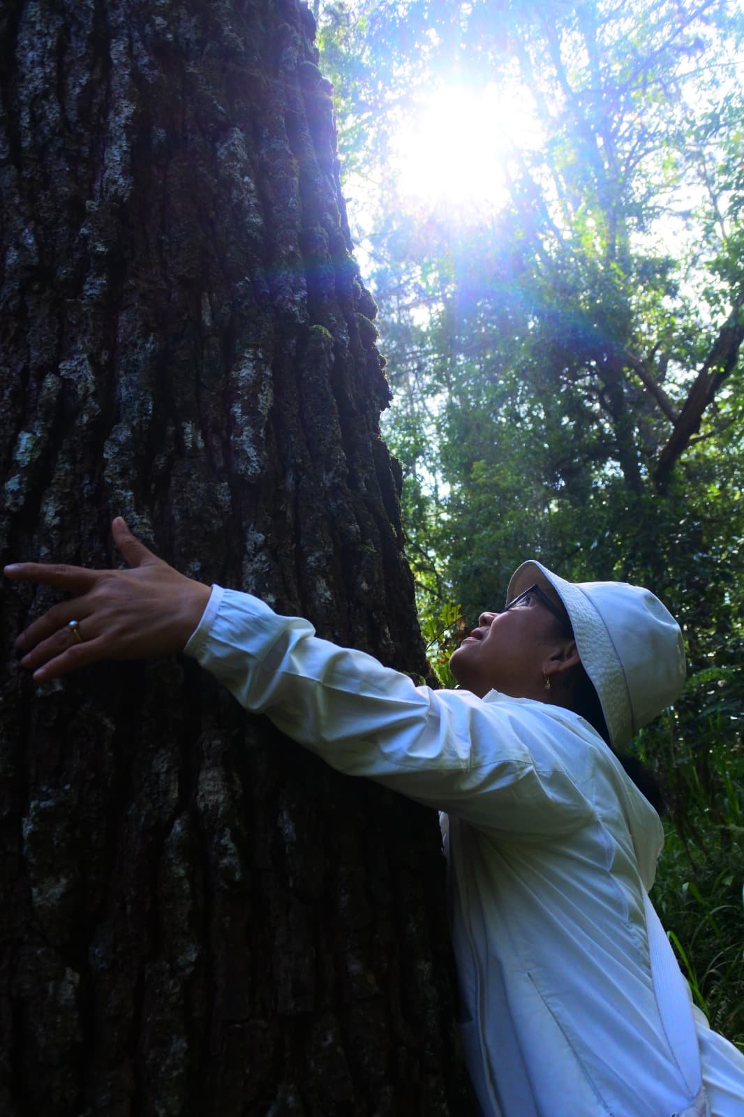 Embodied experience: pelukan pohon sebagai mediasi ketenangan dan kebermaknaan.