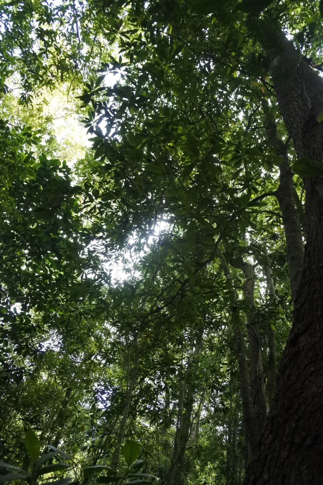 Pola dedaunan sebagai ekspresi keteraturan ekologis dan koherensi lanskap.