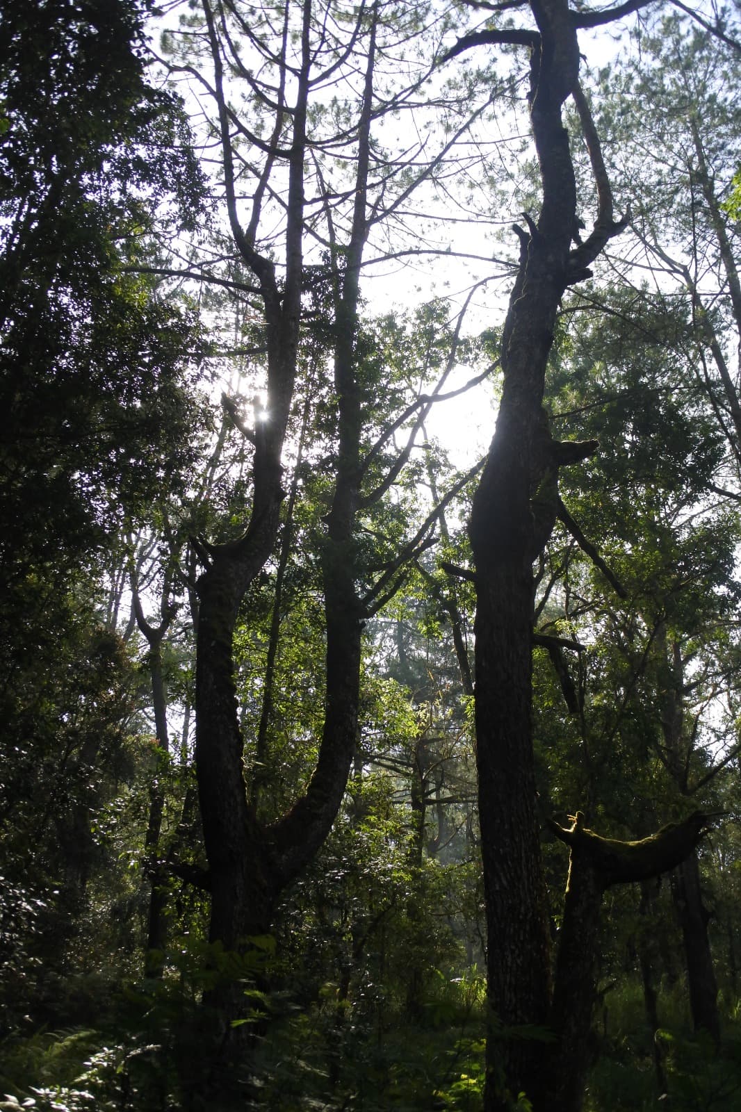 Cahaya alami yang terfragmentasi dedaunan sebagai mediasi regulasi emosi and penurunan beban kognitif.