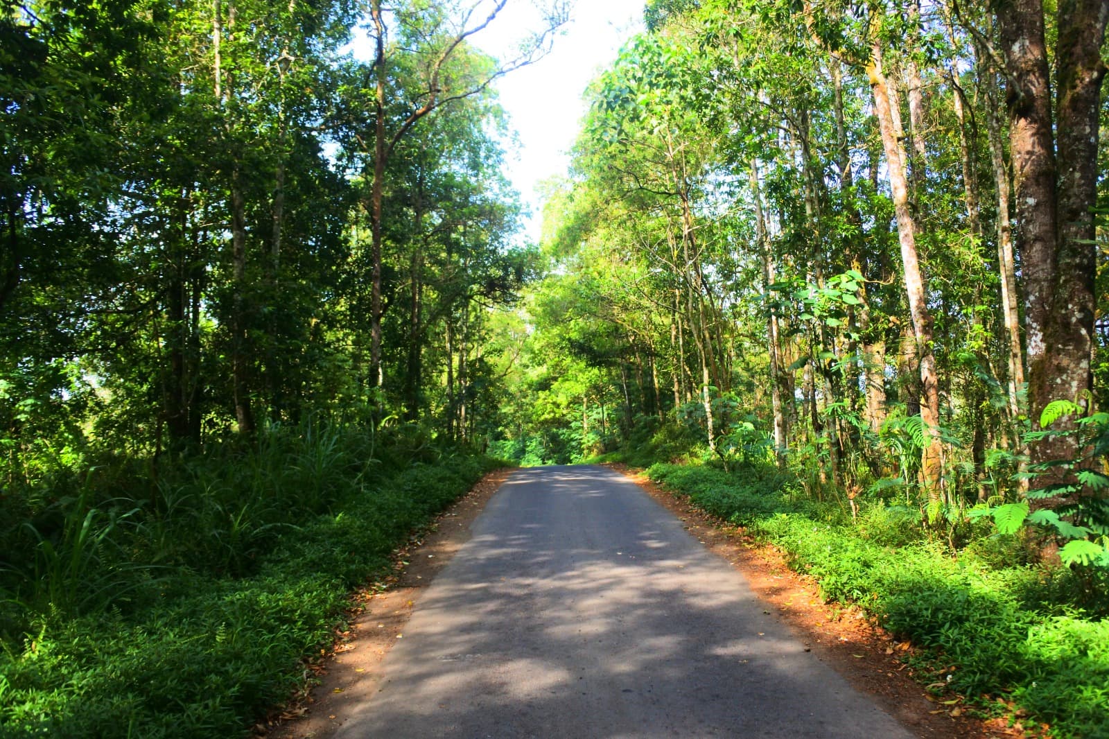 Koridor transisi: pelepasan rutinitas dan pengondisian psikologis sebelum memasuki ruang hutan.