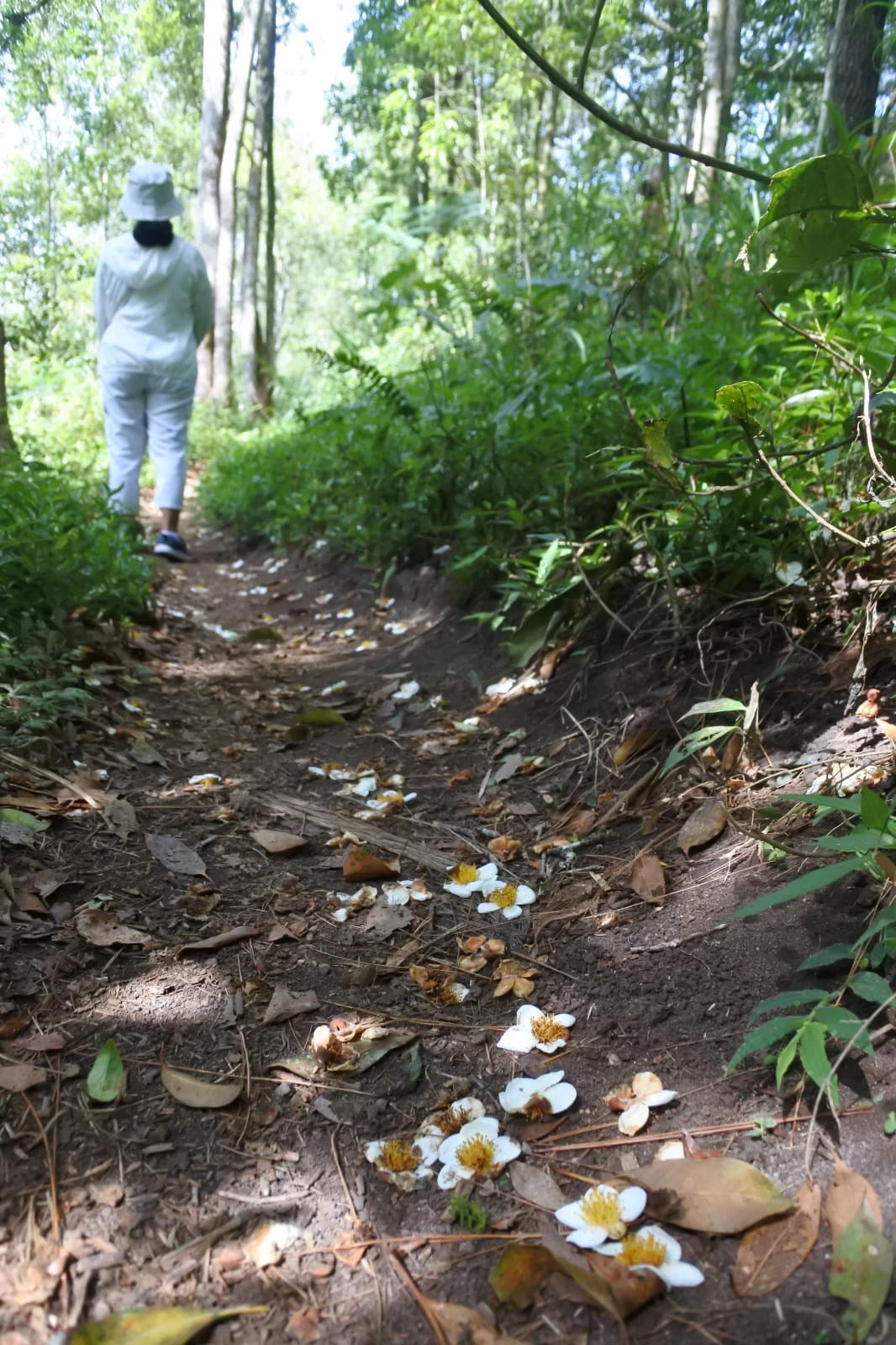 Jejakku, Bunga - Aktivasi pengalaman eudaimonik melalui keterhubungan sensorik dengan lanskap hutan.