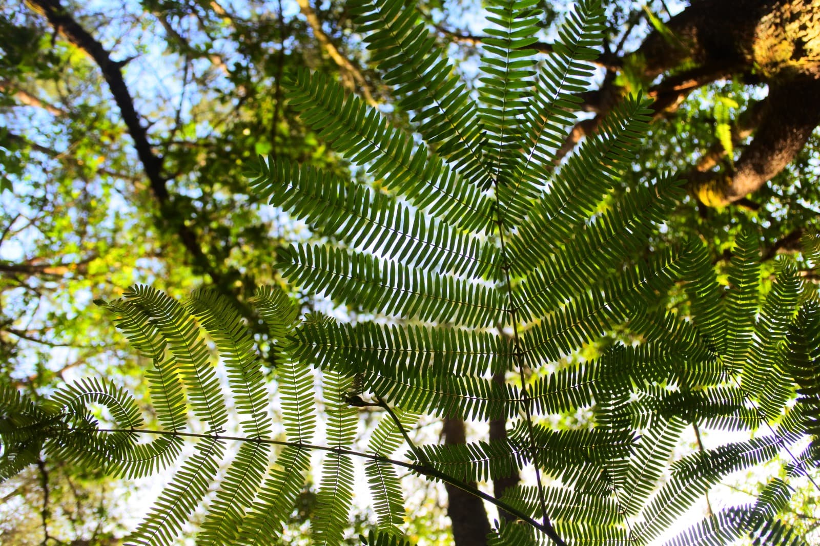 Harmoni mikro-lanskap: dedaunan sebagai representasi keseimbangan ekologis.